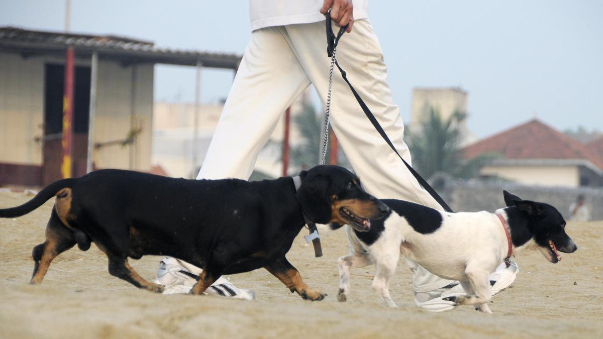 Greater Chennai Corporation to impose ₹25,000 fine on residents who abandon pet dogs