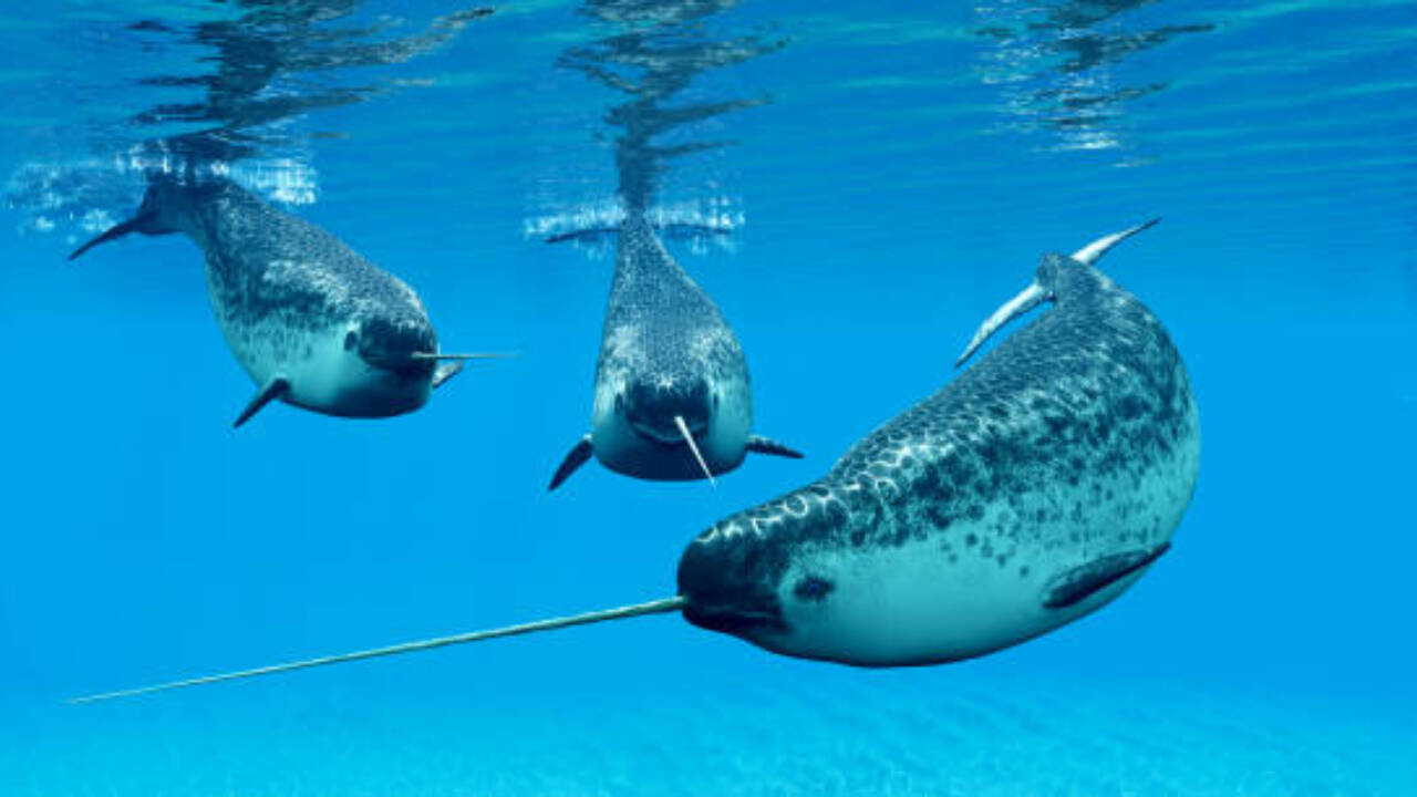 How a narwhal’s 10-foot tooth stays straight has puzzled scientists for years