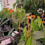 Cacao genetics could help breeders reduce heavy metal levels in cocoa beans