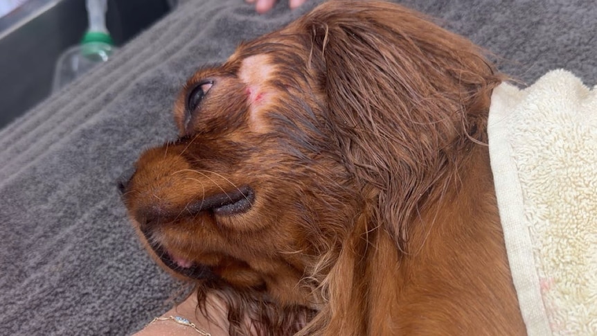 Dog survives crocodile attack at Darwin beach