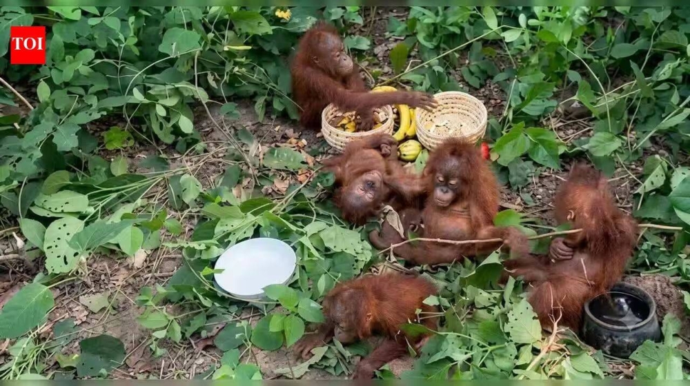 Baby orangutans found in Indian forest spark trafficking inquiry
