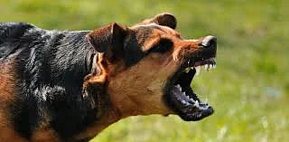 Kalyan Dog-Bite Case: '130 People Bitten' Claim Exaggerated? KDMC Issues Show-Cause Notice To Medical Officer