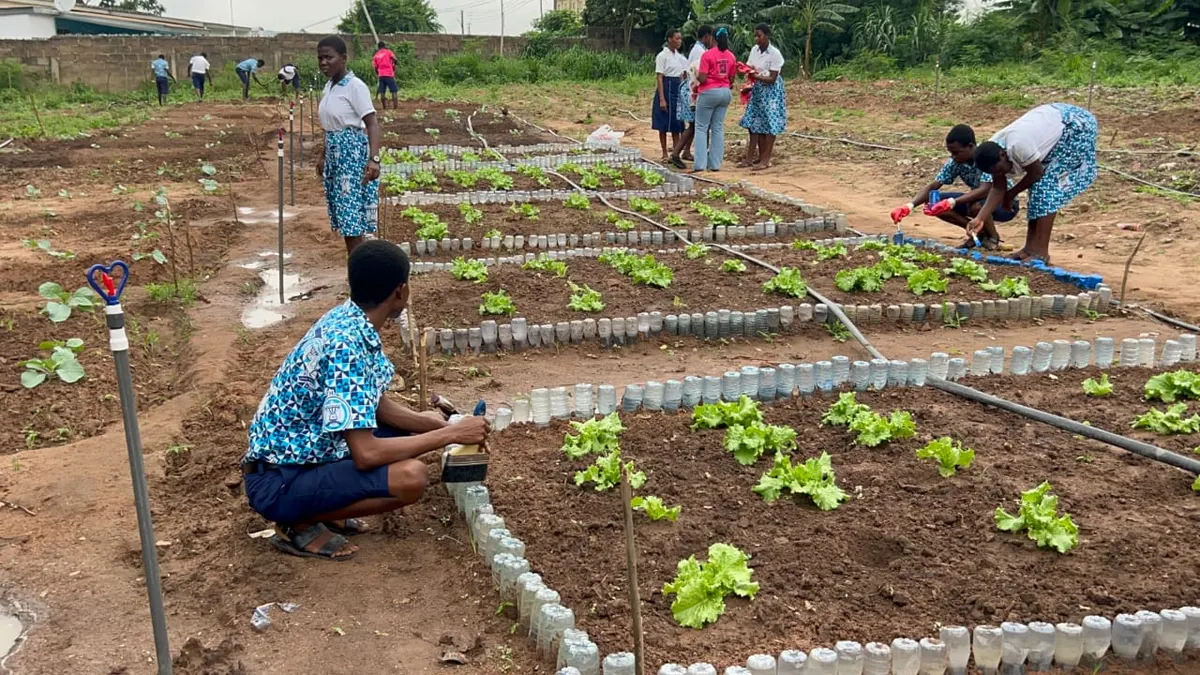 NGO uses school gardens to equip students with practical skills in climate-smart agriculture