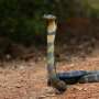 Engineered antibodies offer broad protection against deadly cobra toxins