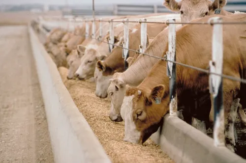 How a R1.2 billion funding gap is delaying South Africa's FMD vaccine production