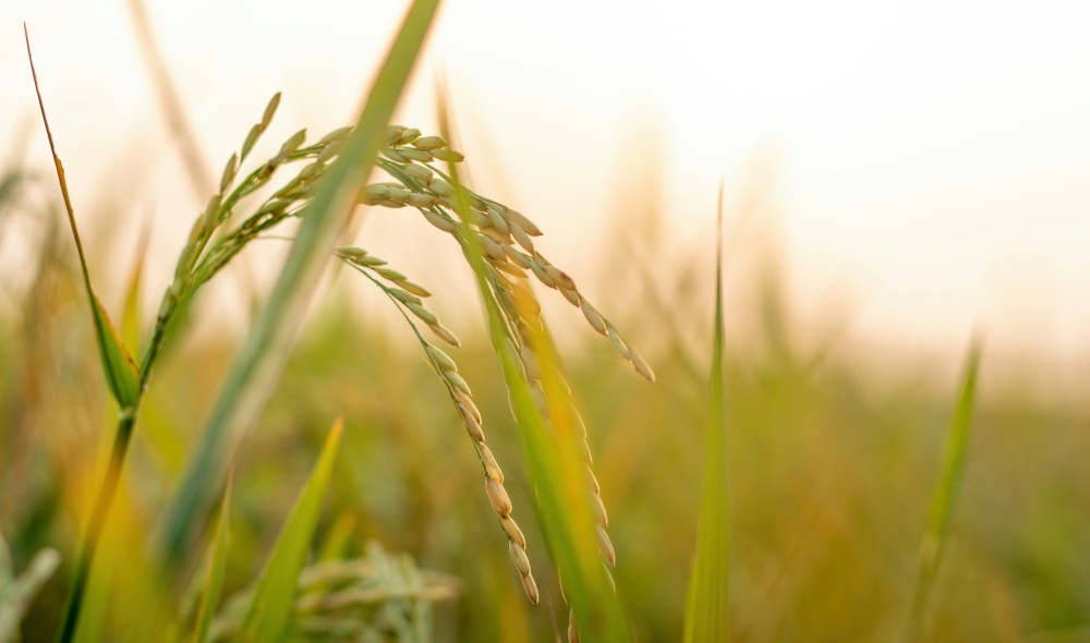 Worried govt producing GMO rice? Agriculture Ministry says Perak run is only a controlled test