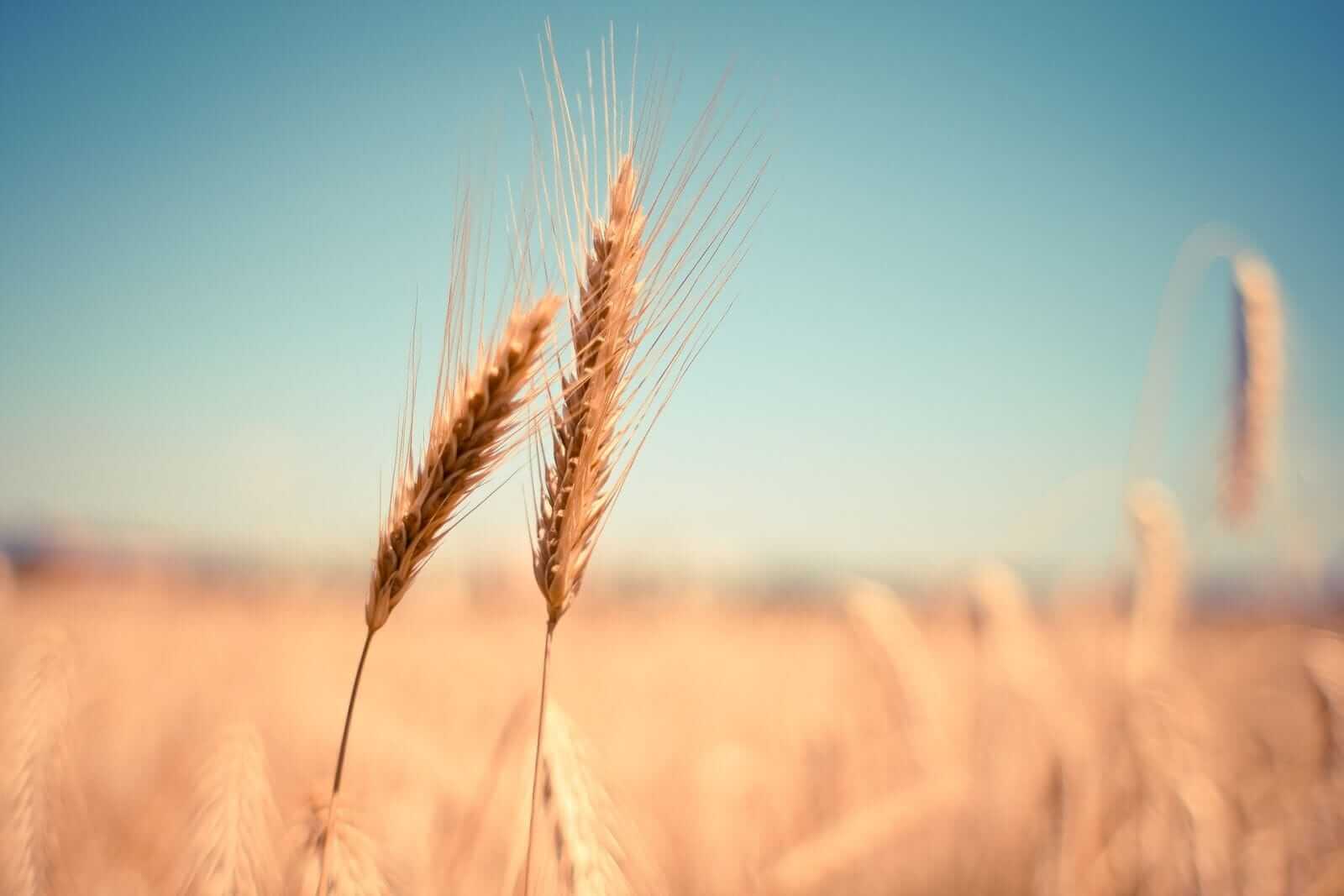 Wheat Posting Tuesday AM Strength Following Lack of Peace Talks Progress