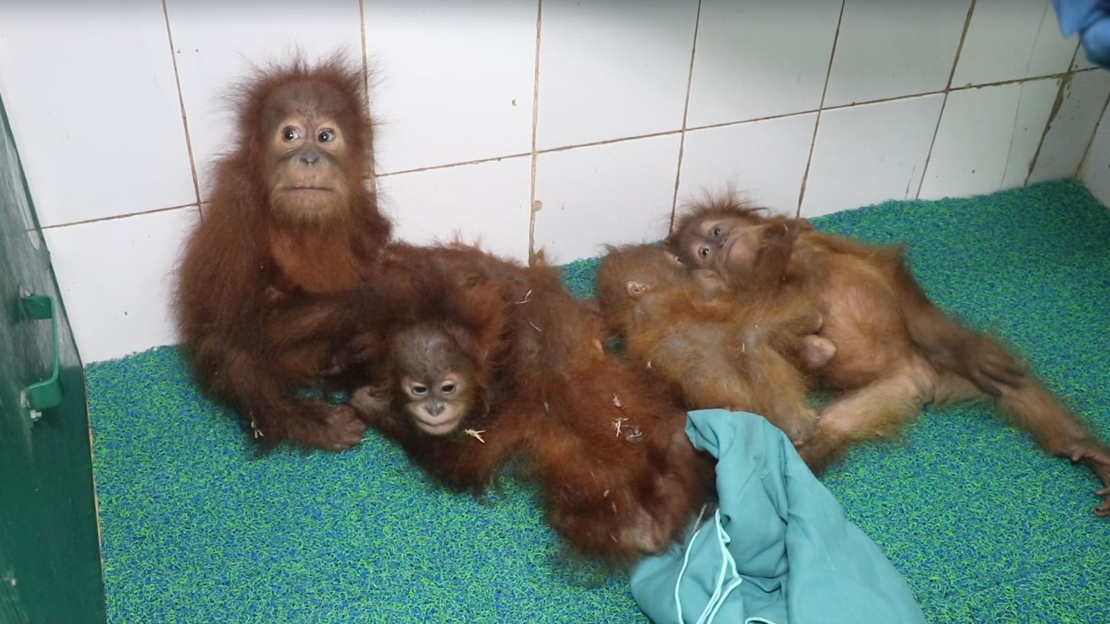 Toys, fruits, diet chart: Odisha zoo rolls out red carpet for 5 orangutans