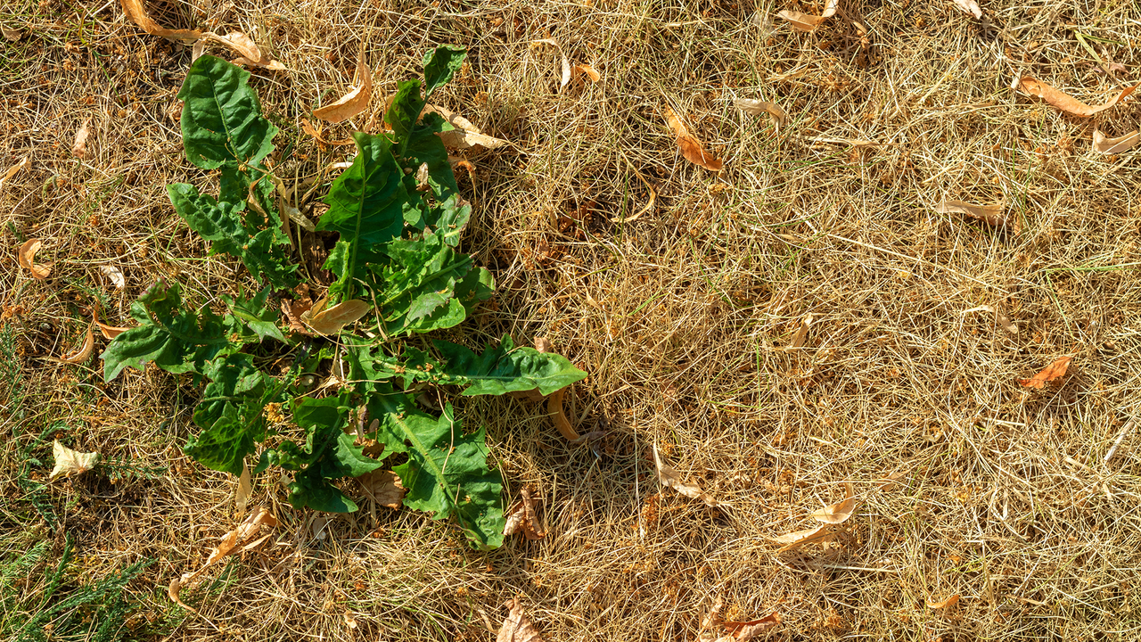 Can you remove stubborn lawn weeds during a heatwave without ruining grass? A lawn care expert reveals all