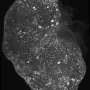 3D lifespan map suggests mouse ovaries keep a constant share of eggs primed