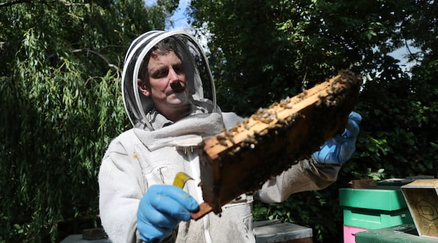 Best Irish honey crop ‘in 20 years’ a boon but beekeepers now face drought challenge