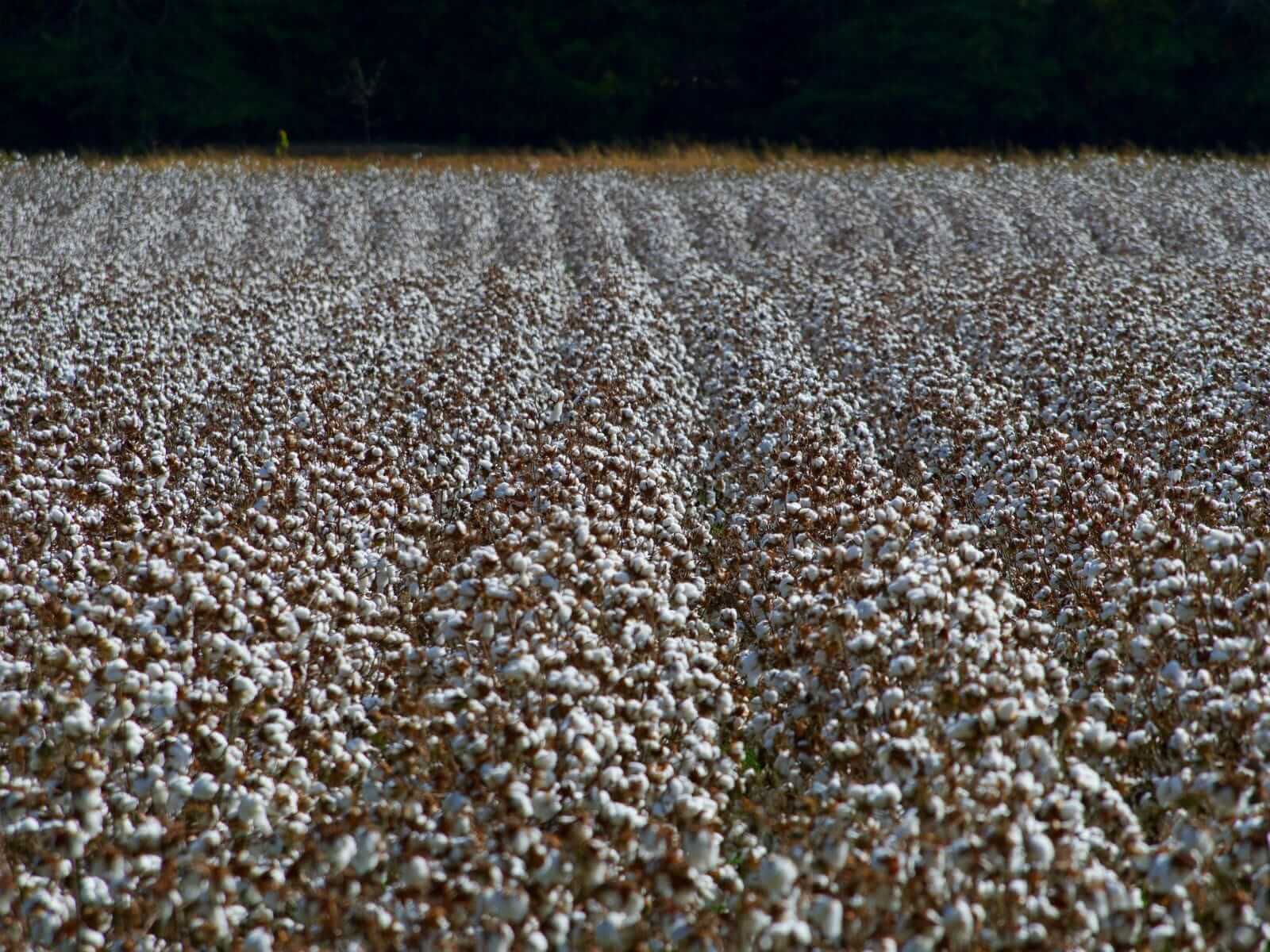 Cotton Slipping Back Lower on Tuesday