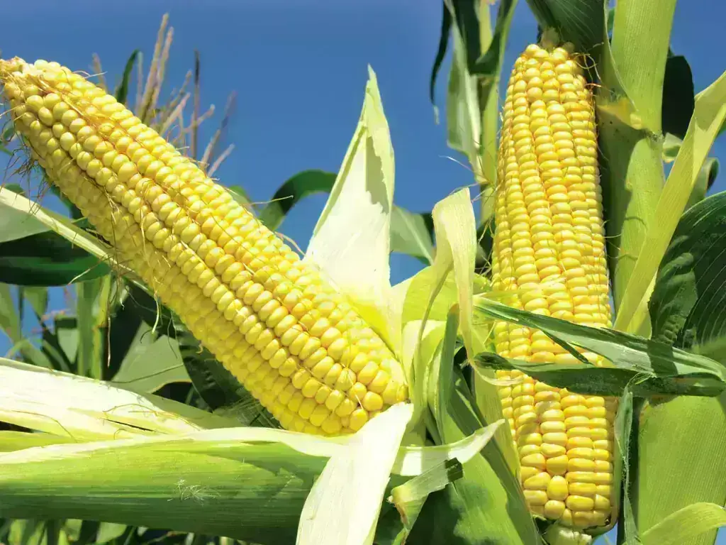 Chicago corn edges higher as traders await key USDA supply outlook