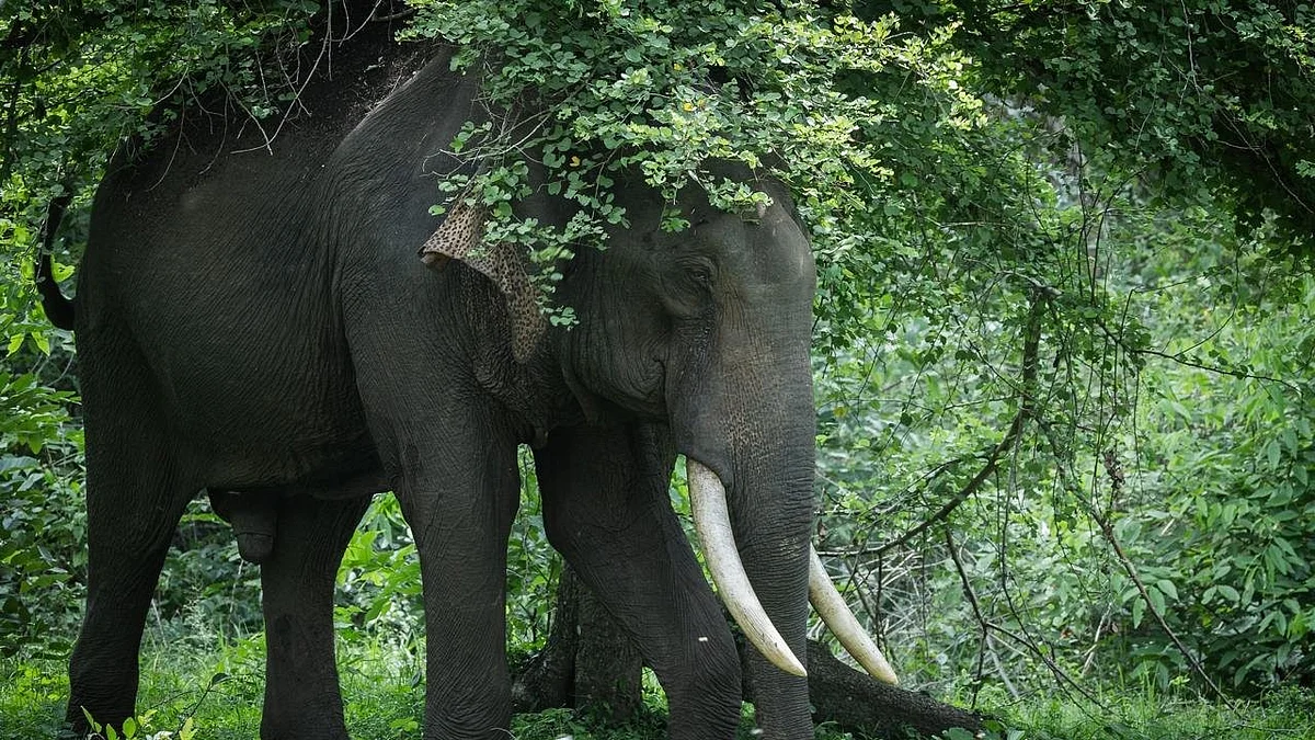 'India Is Home To Over 60 Percent Of The World’s Wild Asian Elephants' Says PM Modi On World Elephant Day