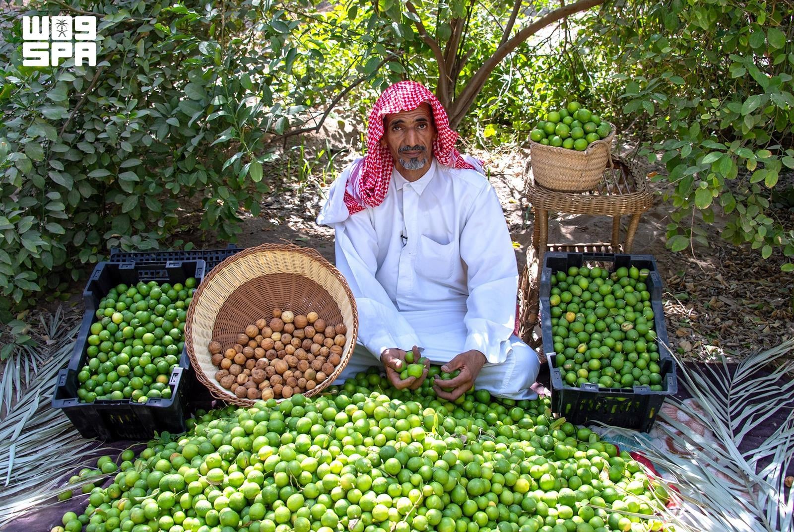 Al-Hasawi lime gains ground in Saudi and Gulf markets with diverse products