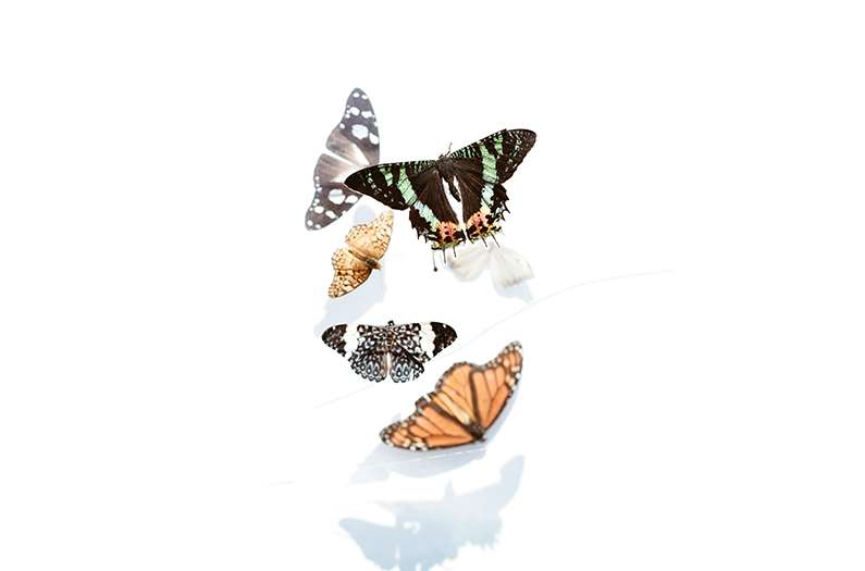 As the world warms, butterflies are relocating at an astonishing scale