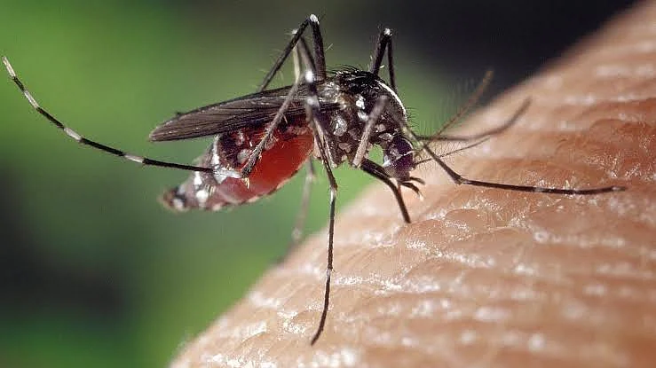 Nashik: Dengue Cases Rise After Rains; 19 New Cases, 670 Suspected Cases Reported In A Week