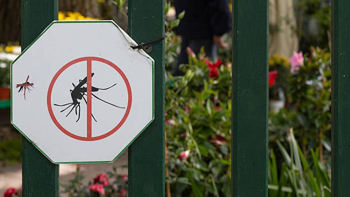 Human activity has shaped the genetic diversity of dengue mosquitoes in India