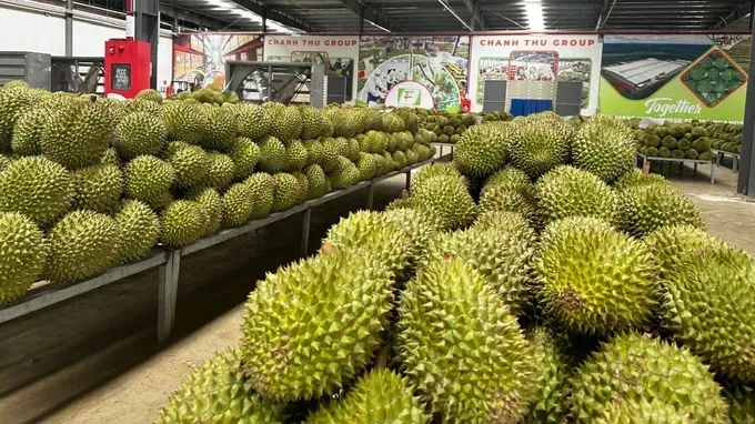 Durian exports aim for US$4 billion in 2026