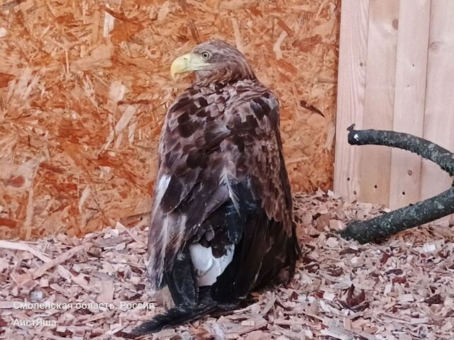 An endangered eagle in Russia survived a gunshot. It didn’t survive the 50 days officials took to authorize its treatment.