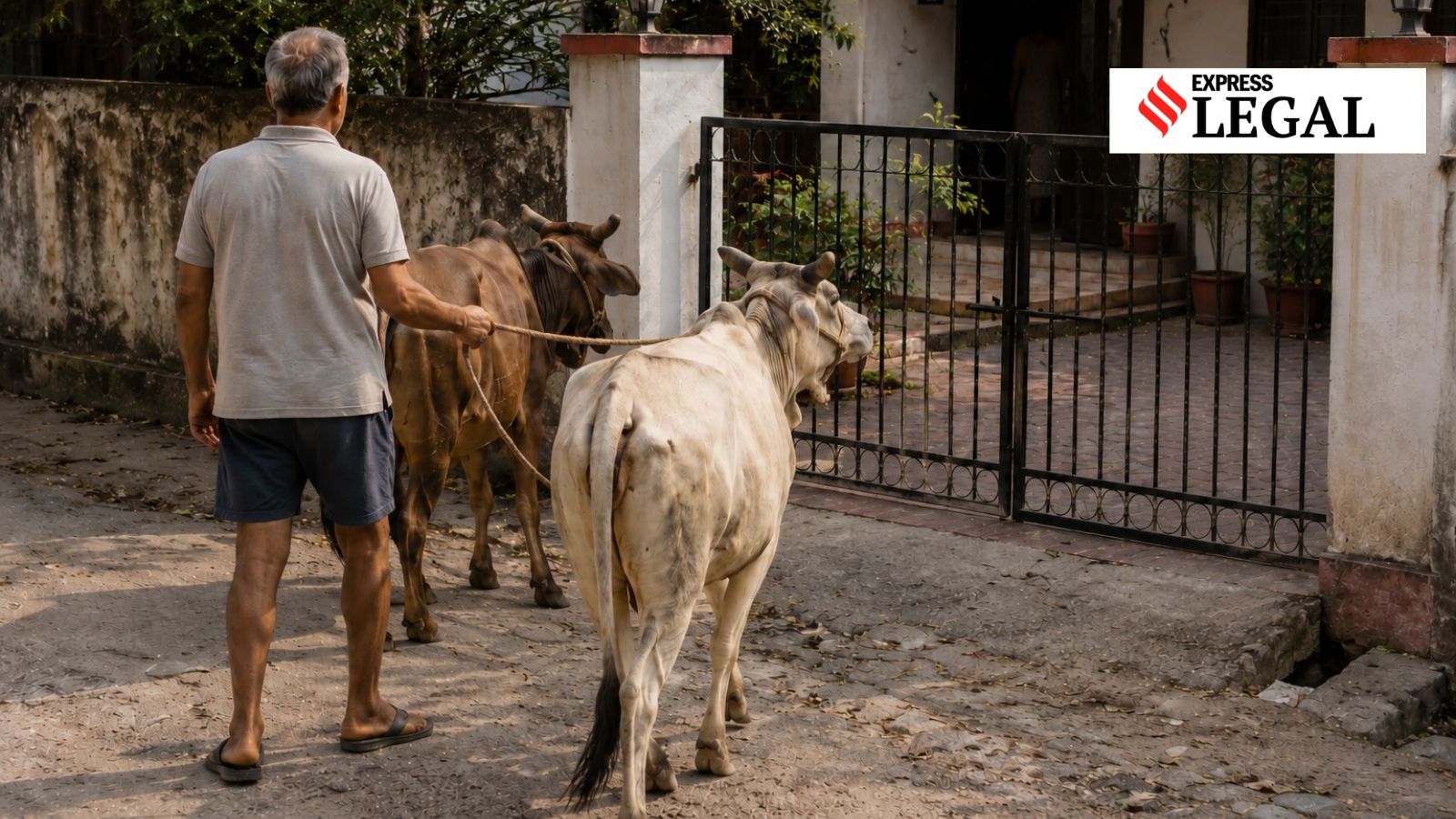 Not being allowed to keep cow at home no ground for divorce: Jharkhand High Court