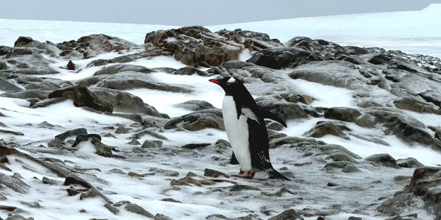All penguins leave Ukraine's Antarctic station after record-late migration