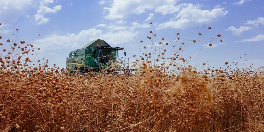 Odesa farmers harvest first niche crop with yield of 2 metric tons per hectare
