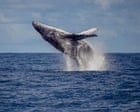 Humpbacks return to Rio: the whales are back from the brink of extinction – but will tourism help or hinder?
