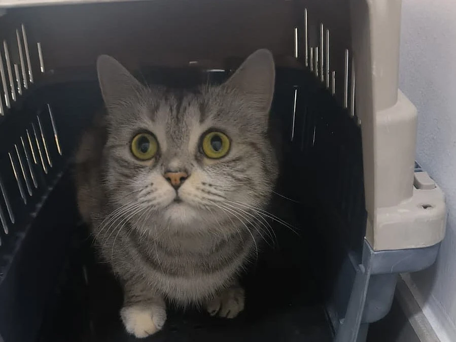 Six British Shorthair mix cats abandoned in Dubai apartment, building management and rescuers step in