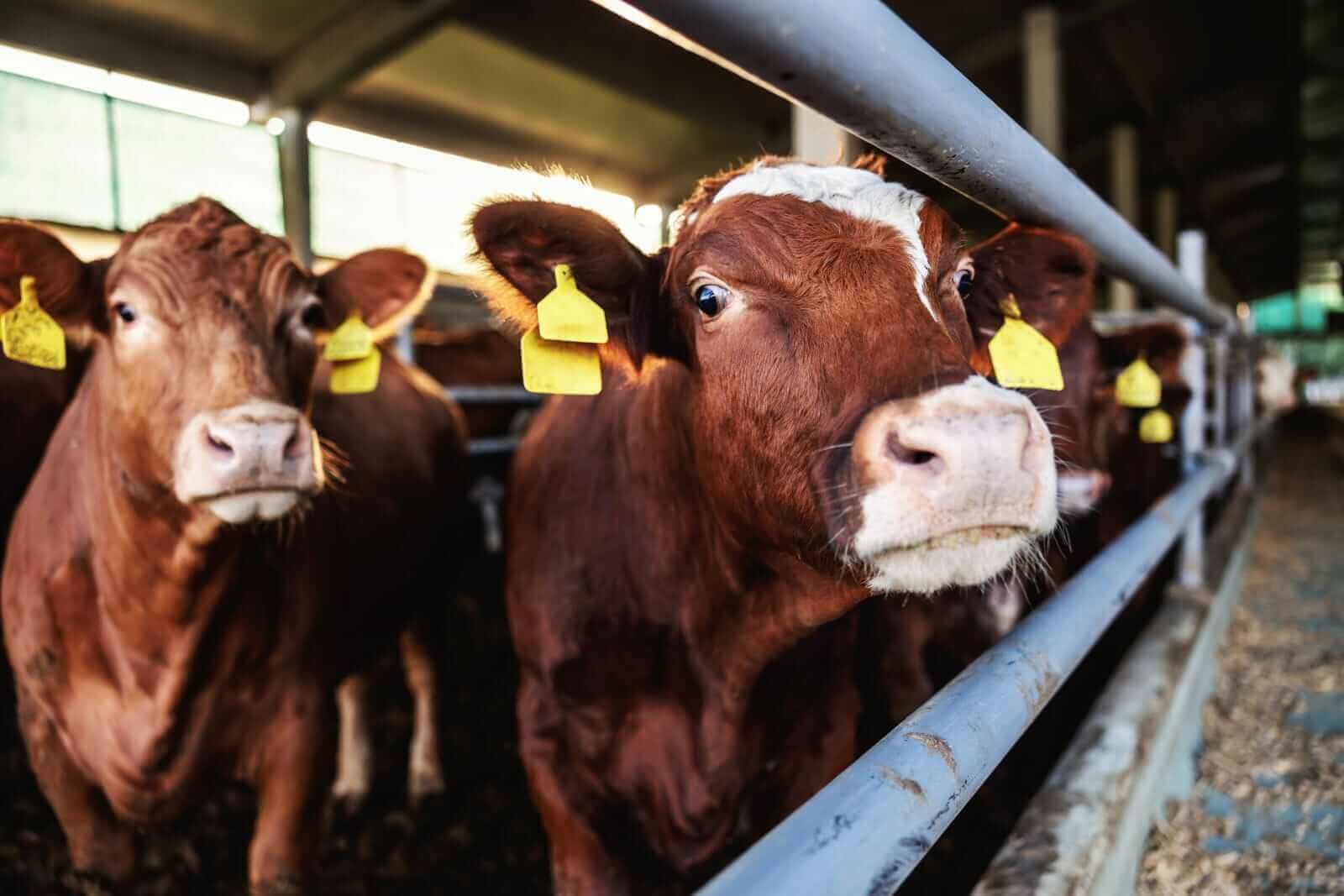 Bulls Are Working to Forge Bottoms in Cattle and Hog Prices