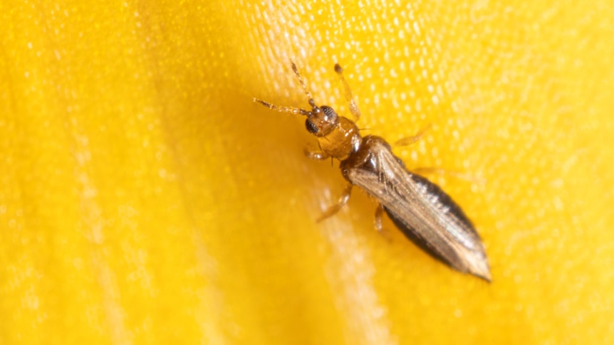 New pest insect breaches biosecurity and destroys berry crops