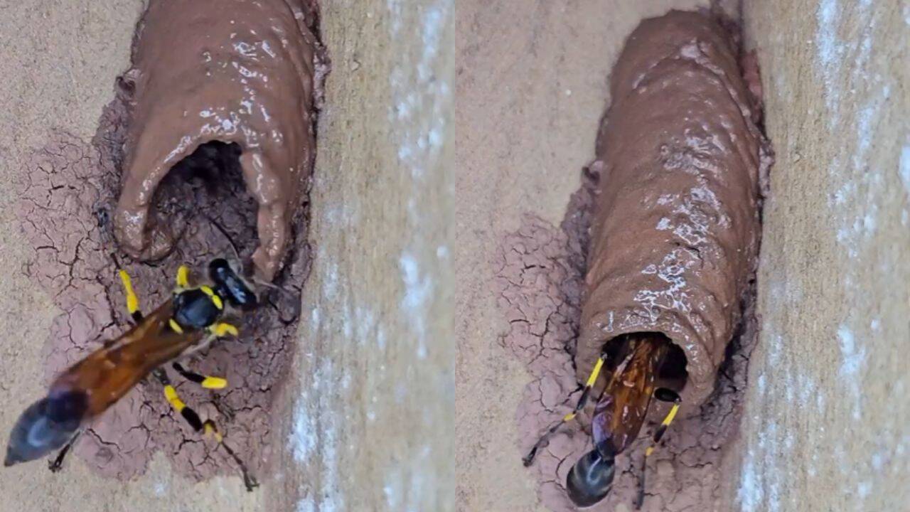 Meet the potter wasp, the insect that builds its own mudhouse