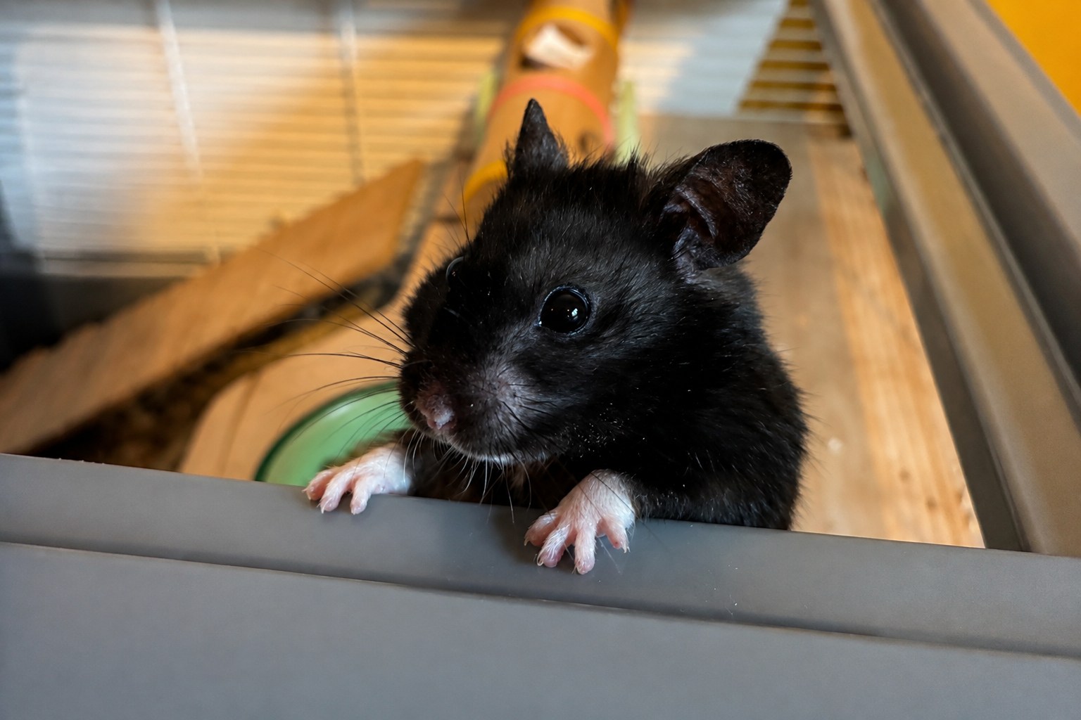 This influencer runs 6 miles every night. He’s also a hamster.