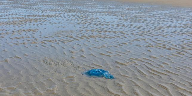 One-fifth of France's nuclear capacity offline due to extreme weather and jellyfish