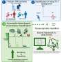 Machine learning approach could bring greater certainty to prenatal genetic testing