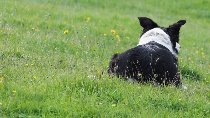 Woman, child hospitalised in 'vicious' Clare dog attack
