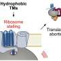 Quality control of proteins in the cellular membrane starts at the ribosome