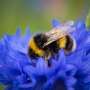 Bumblebees can learn to associate new smells with their queen