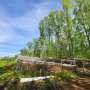 The way trees sway may communicate water stress