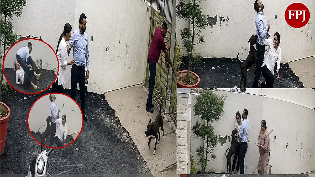 Patiala Dog Attack Video: Pitbull Continuously Bites Couple For Over 65 Seconds; Duo Was Looking For Rented Accommodation