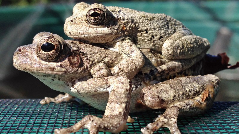 Too many choices complicate female frogs’ sex lives