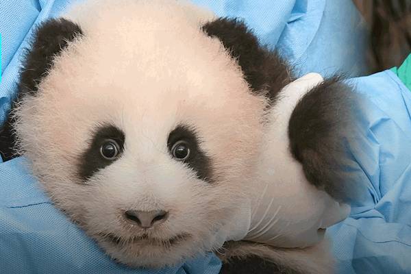 Everland Shows Media Panda World’s Youngest Cub