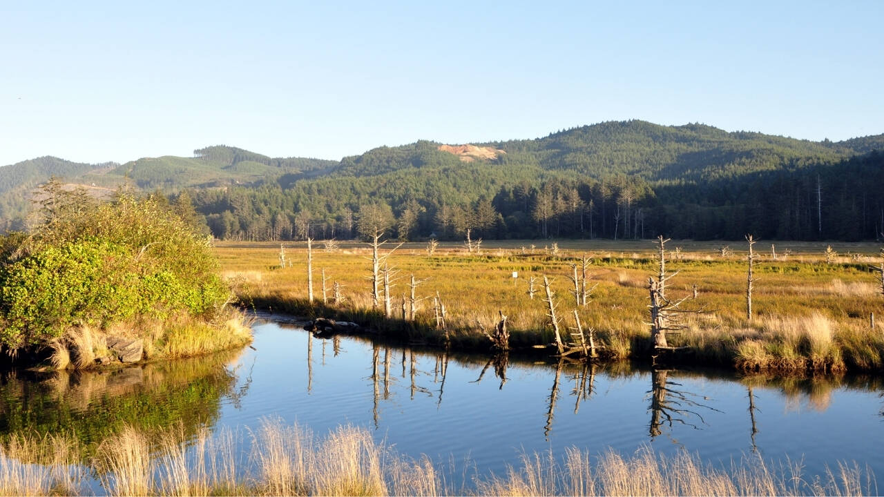 Oregon's Siletz Bay digs new channels to restore 37 acres of tidal wetland