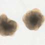 Cortical organoids mirror mouse brain cell types, yet lose developmental sequence