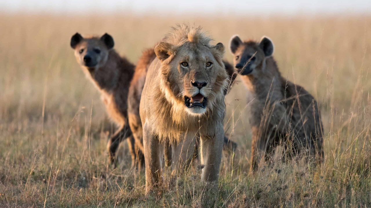 GPS collars revealed male lions follow hyenas, not the other way around