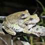 When male suitors abound, female treefrogs have trouble picking mates