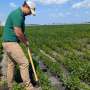 Agricultural data helping develop tools for crop disease management