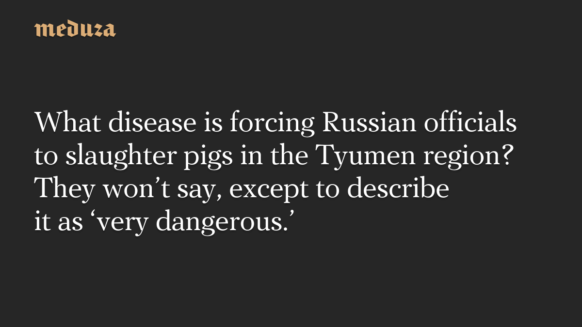 What disease is forcing Russian officials to slaughter pigs in the Tyumen region? They won’t say, except to describe it as ‘very dangerous.’