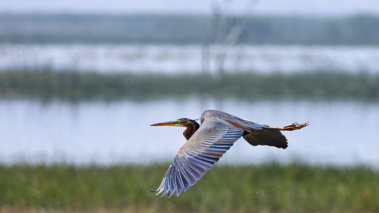 Japan-backed project aims to make Gujarat’s largest bird sanctuary Nal Sarovar plastic free