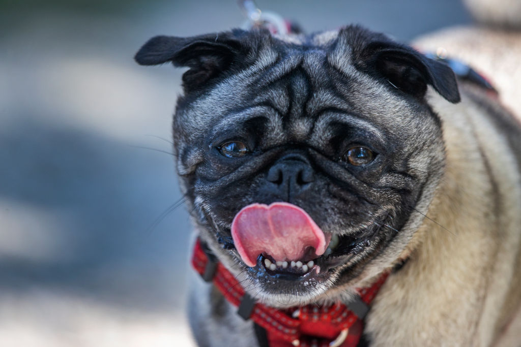 Should You Let Your Dog Lick Your Face? 9 Animal Hygiene Questions, Answered